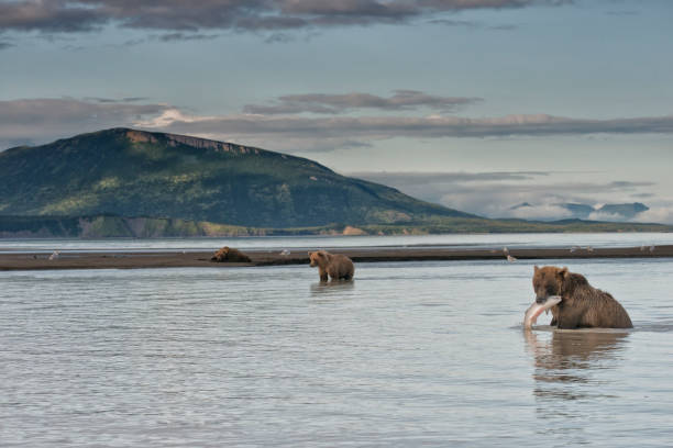 A brown bear with a salmon catch in Katmai National Park Alaska A brown bear with a salmon catch in Katmai National Park Alaska. The sow is teaching her yearling how to fish. brown bear catching salmon stock pictures, royalty-free photos & images