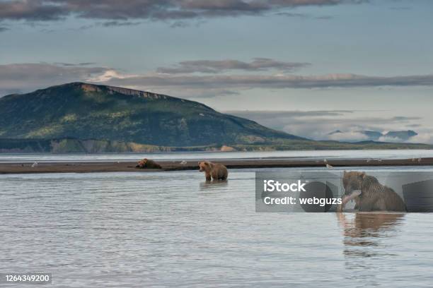 A Brown Bear With A Salmon Catch In Katmai National Park Alaska Stock Photo - Download Image Now