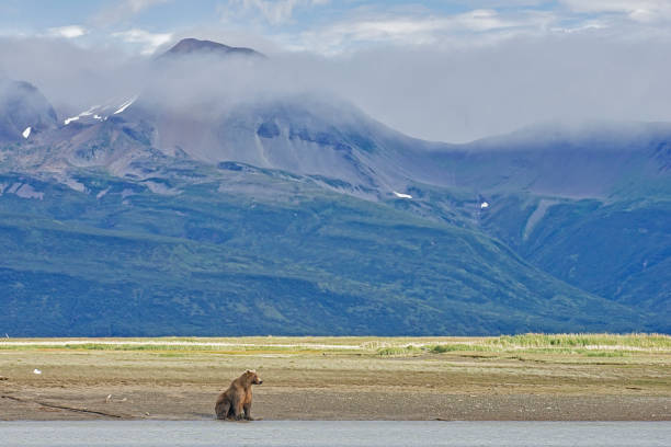 istock A lone Brown Bear in Katmai National Park 1264349224