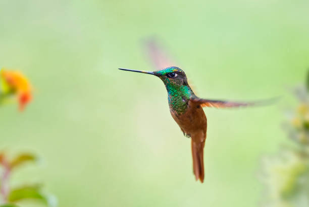 istock A Rainbow Starfrontlet hummingbird near a flower 1264349248