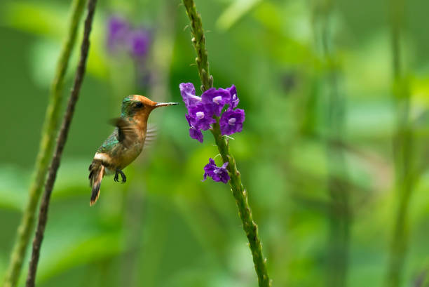 a female crested coquette hummingbird at a flower in the Peru Amazon