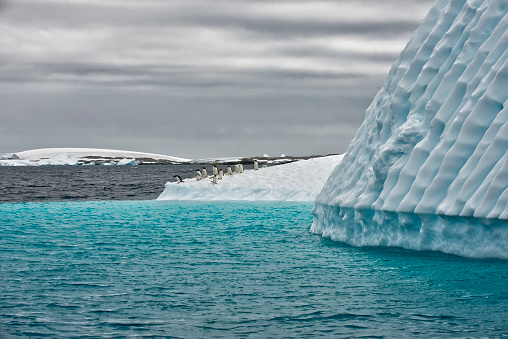 Gentoo penguins on an iceberg in Antarctica.  The penguins are about to jump in the water, there is ice and snow everywhere