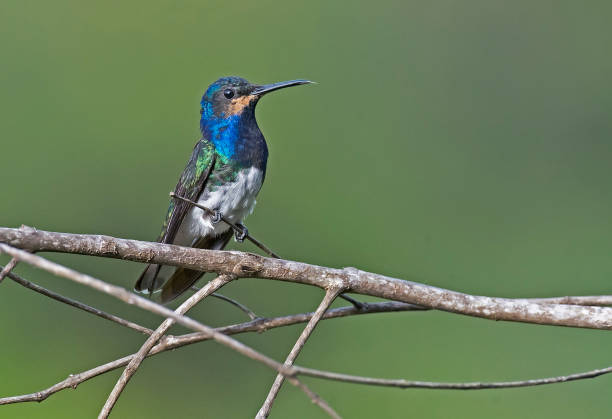 istock a beautiful hummingbird perching in the Peruvian rainforest 1264349925