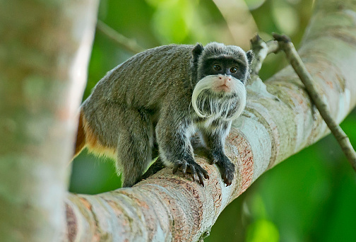 A lone emperor tamarin monkey in the Amazon Rain Forest.  It has a very long moustache