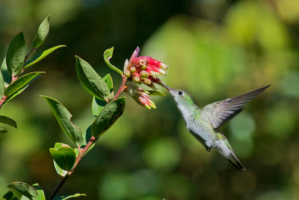 istock a hummingbird in flight getting nectar from a flower 1264349991