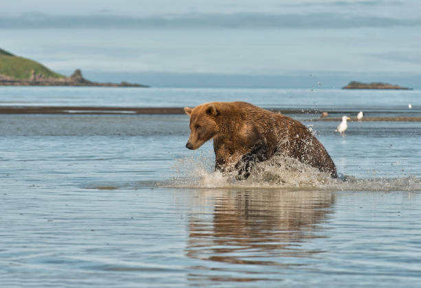 коричневый медведь рыбалка в национальном парке катмай аляска - brown bear alaska katmai national park animal стоковые фото и изображения