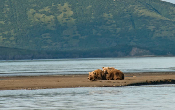istock A Brown Bear mother and cub at sunset 1264350059