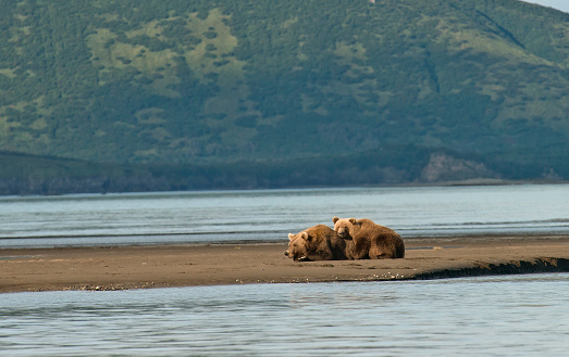 A Brown Bear mother and cub in Katmai National Park in Alaska.  The sun in setting and the tide is low