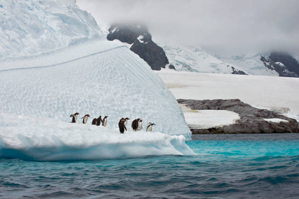 istock Gentoo penguins on an iceberg in Antarctica 1264350099