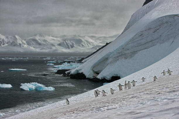 istock Chin strap penguins in the Antarctica on a glacier 1264350135