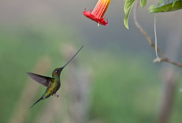istock a swordbill hummingbird at a flower 1264350208