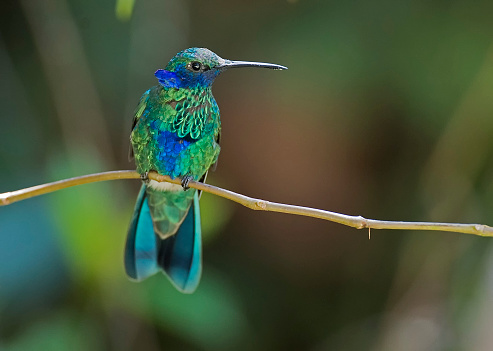 a beautiful hummingbird perching in the Peruvian rainforest