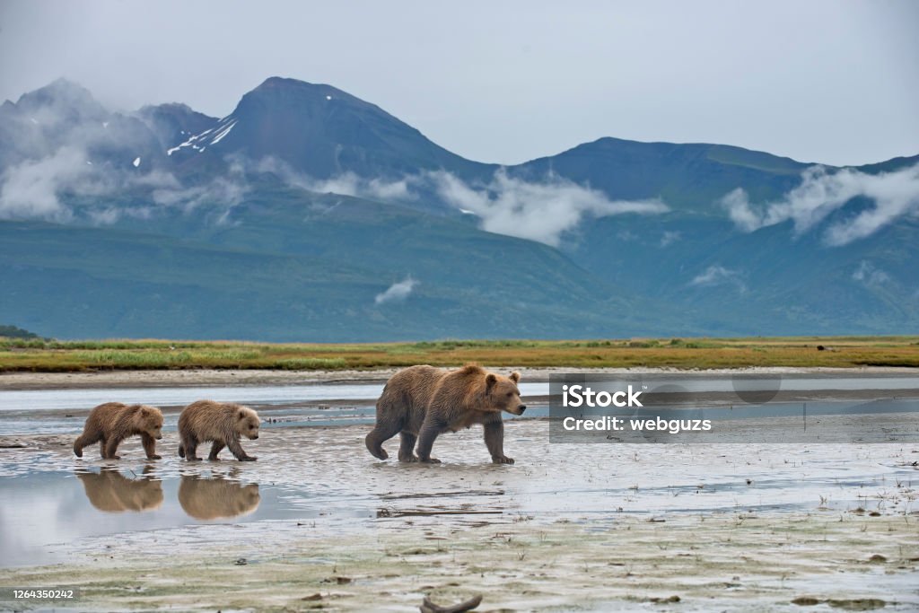 A Brown Bear with 2 spring cubs A Brown Bear mother and cubs in Katmai National Park in Alaska.  The cub's reflection is seen in the river bank water. Alaska - US State Stock Photo