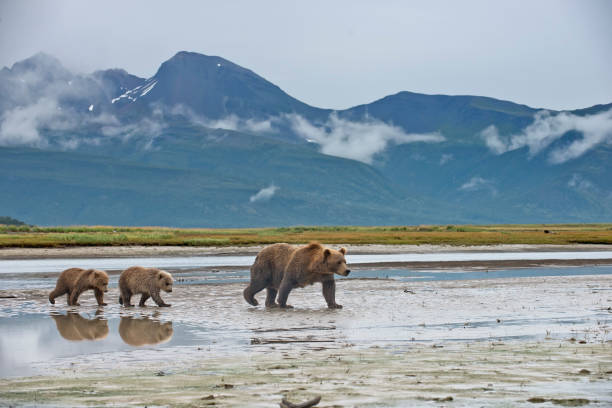 A Brown Bear with 2 spring cubs A Brown Bear mother and cubs in Katmai National Park in Alaska.  The cub's reflection is seen in the river bank water. grizzly bear stock pictures, royalty-free photos & images