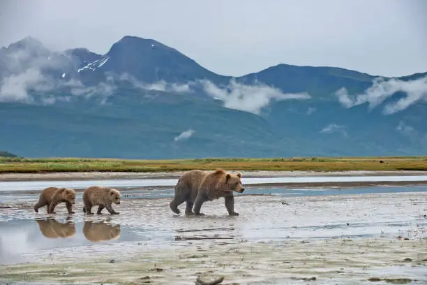 Photo of A Brown Bear with 2 spring cubs