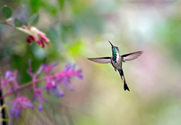 A female spatuletail hummingbird in the Peruvian Andes.  The female hummingbird has a very short tail.