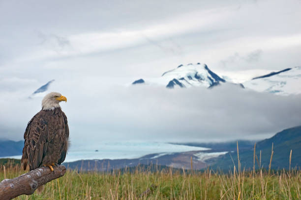 A majestic Bald Eagle in Katmai National Park
