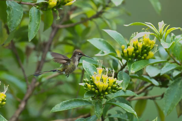 istock A juvenile spatuletail hummingbird 1264350316