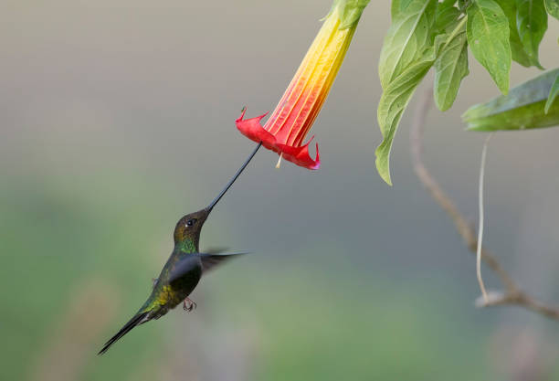 istock a swordbill hummingbird at a flower 1264350333