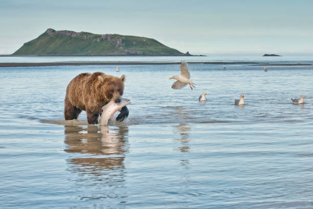 A brown bear with a salmon catch in Katmai National Park A brown bear with a fresh salmon catch in Katmai National Park Alaska.  An island and some seagulls can be seen in the background. brown bear catching salmon stock pictures, royalty-free photos & images