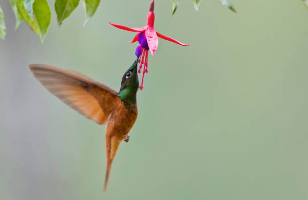 istock A Rainbow Starfrontlet hummingbird feeding 1264350445