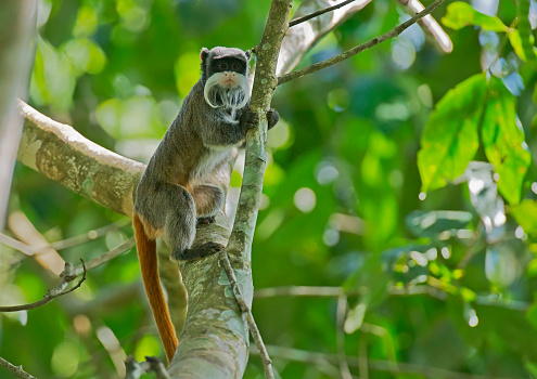 A selective focus shot of a lemur on a green background, the portrait of a ring-tailed lemur