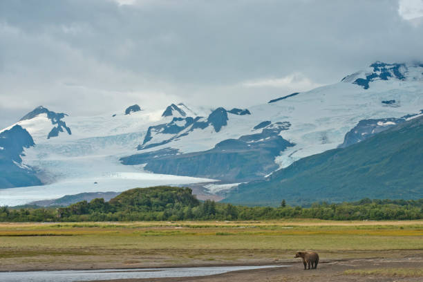 istock A lone Brown Bear in Katmai National Park 1264350583