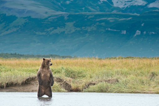 A lone Brown Bear up on her hind legs is looking for salmon in a stream in Katmai National Park in Alaska