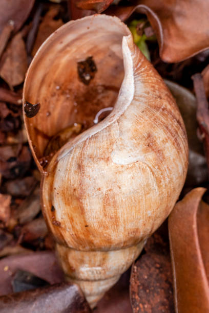 istock African snail (Achatina fulica) is a gastropod mollusk with a brown conical shell or light mottled shell. Native to Africa. Achatina fulica is a pulmonary terrestrial mollusk 1264350639