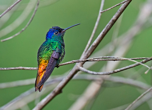 a beautiful hummingbird perching in the Peruvian rainforest