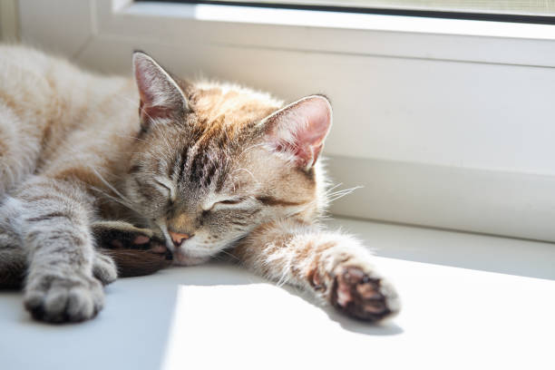 istock cute domestic cat resting on a window sill. sunny day 1264351223