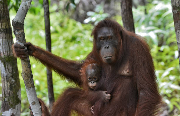 istock A mother Orangutan with her baby 1264351430