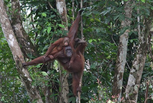 A mother Orangutan with her baby, in the Borneo rainforest, Indonesia