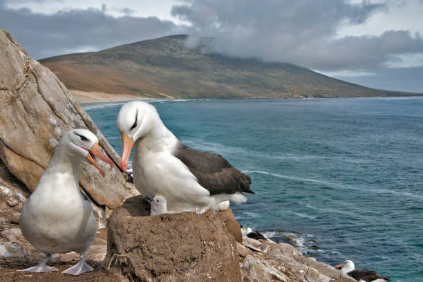 istock Black Browed Albatross pair with a newborn chick 1264351458