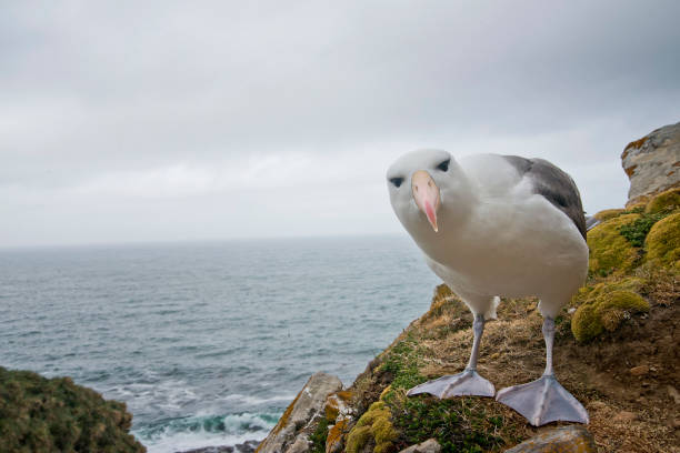 black browed albatross posing A black browed albatross posing at a cliff edge  in front of a colony of birds and the ocean in the Falkland Islands.  The bird is very curious of the camera albatross photos stock pictures, royalty-free photos & images