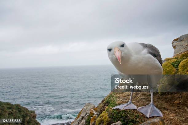 Black Browed Albatross Posing Stock Photo - Download Image Now - Albatross, Black-browed Albatross, Animal