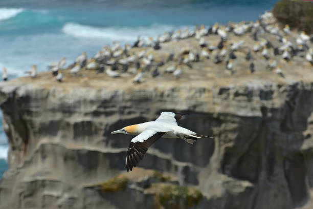 istock Southern Gannet in flight near colony 1264351636