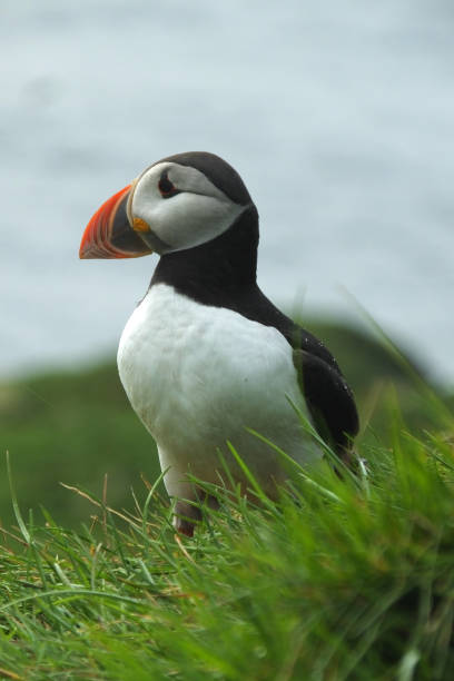 istock Atlantic puffin (Fratercula arctica) looking left in the grass and sea background 1264351661