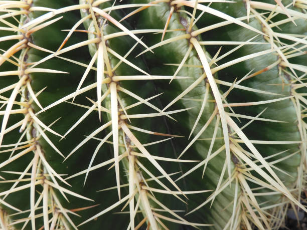 istock Close-up of large cactus white spikes 1264351686