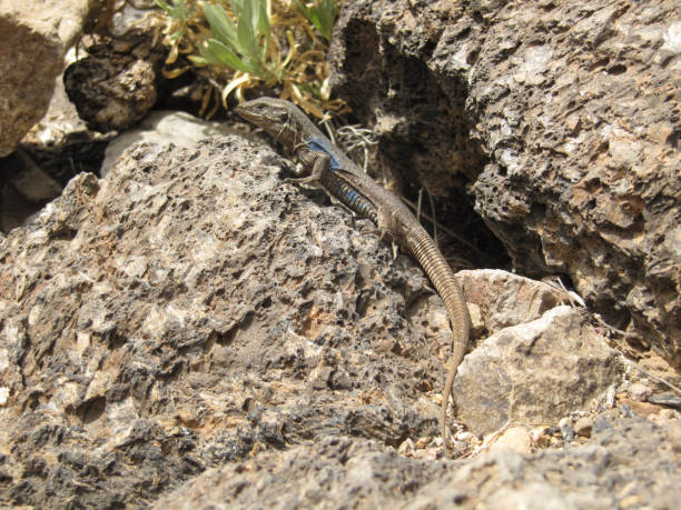 istock Gallot's lizard,Tenerife lizard, or Western Canaries lizard (Gallot's lizard, Tenerife lizard, or Western Canaries lizard (Gallotia galloti ssp. galloti) on top of a rock looking at the camera 1264351693