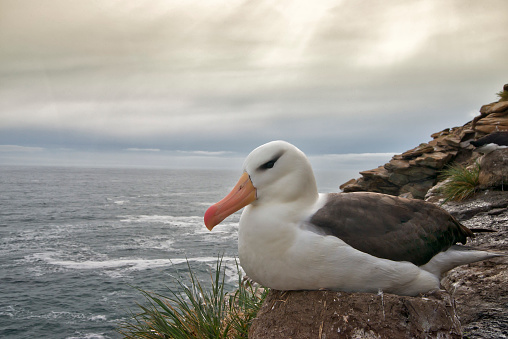 A black browed albatross on a nest at a cliff edge in very dramatic lighting