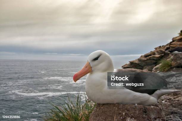 Black Browed Albatross Posing Stock Photo - Download Image Now - Albatross, Portrait, Animal