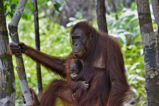 istock A mother Orangutan with her baby 1264352706