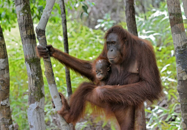 아기와 어머니 오랑우탄 - young animal orangutan mother ape 뉴스 사진 이미지