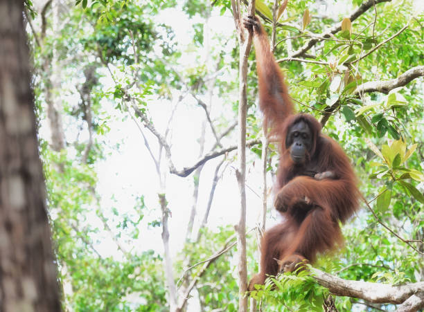 신생아와 함께 하는 어머니 오랑우탄 - young animal orangutan mother ape 뉴스 사진 이미지