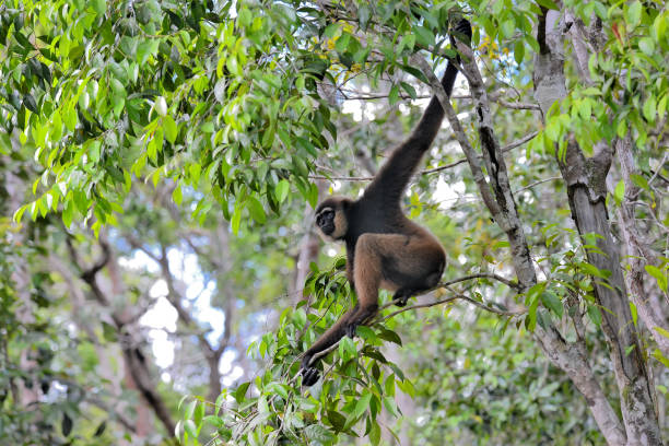 istock A Bornean white-bearded gibbon 1264352808