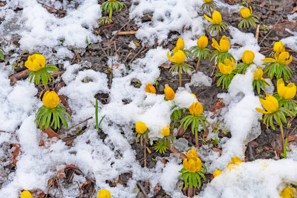 istock Winter Aconites Pushing Up Through the Snow 1264352895