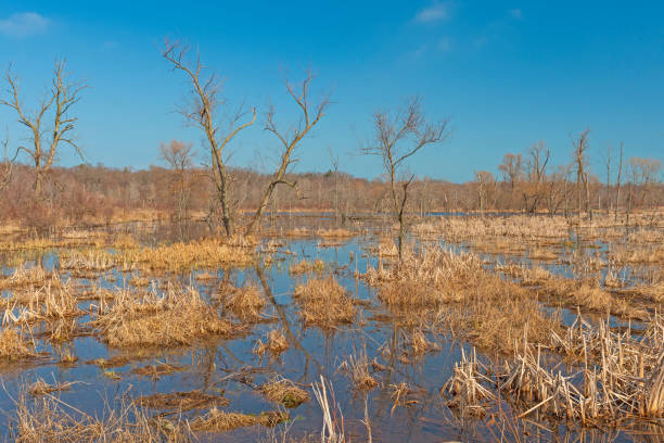 Early Morning Views of a Wetland Marsh stock photo