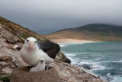 A mother Black Browed Albatross and newborn chick.  The chick is in the nest. The lighting is very dramatic.  There is a mountain and the ocean in the background
