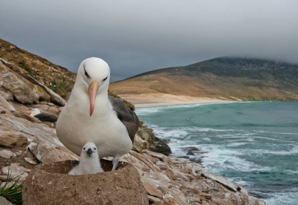 A mother Black Browed Albatross and newborn chick.  The chick is in the nest. The lighting is very dramatic.  There is a mountain and the ocean in the background